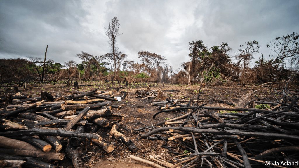 Why just planting trees won’t save us from climate&nbsp;change