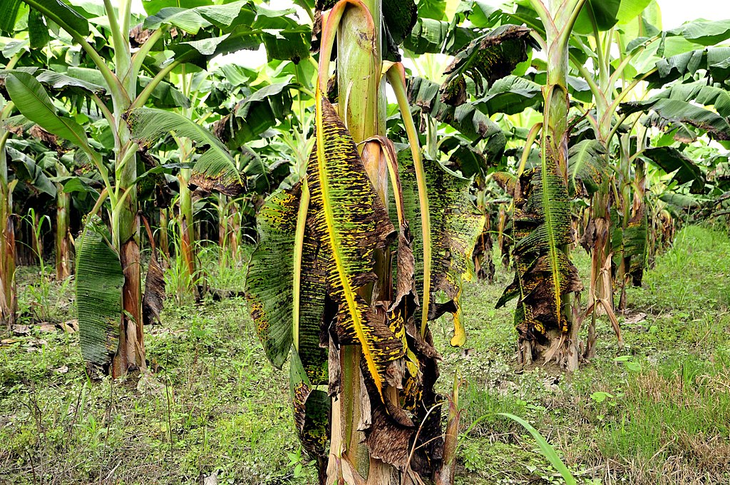 How Climate Change Affects Bananas The Ecoblog