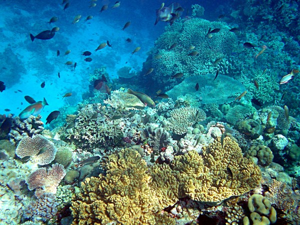 What’s being done to slow down coral&nbsp;decline