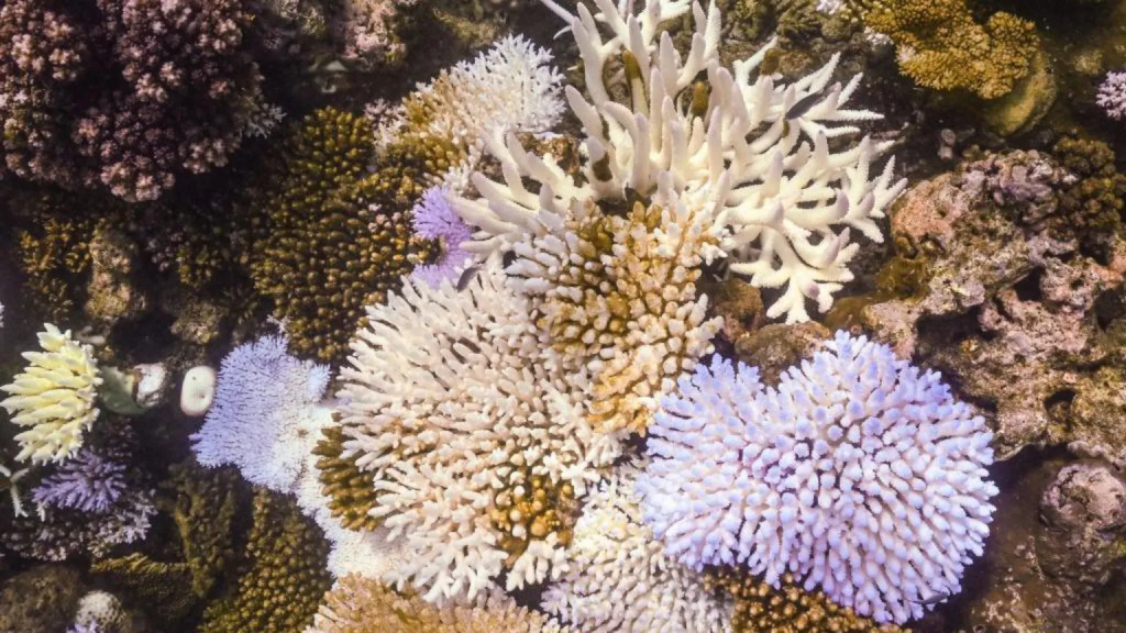 Great Barrier Reef is experiencing the worst coral decline on&nbsp;record